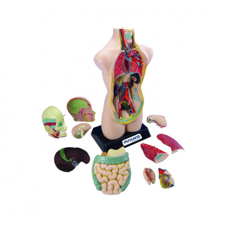 SET DE ANATOMÍA MINILAND